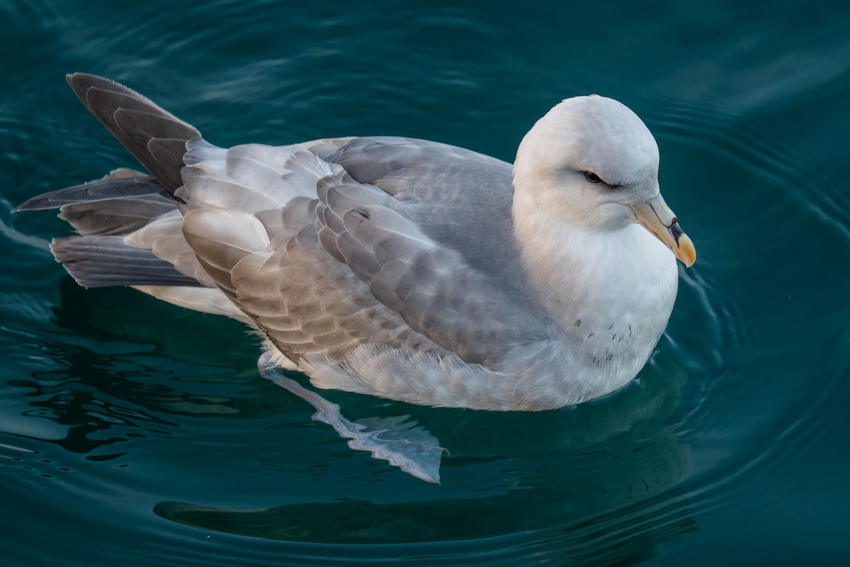Northern Fulmar - ML644657616