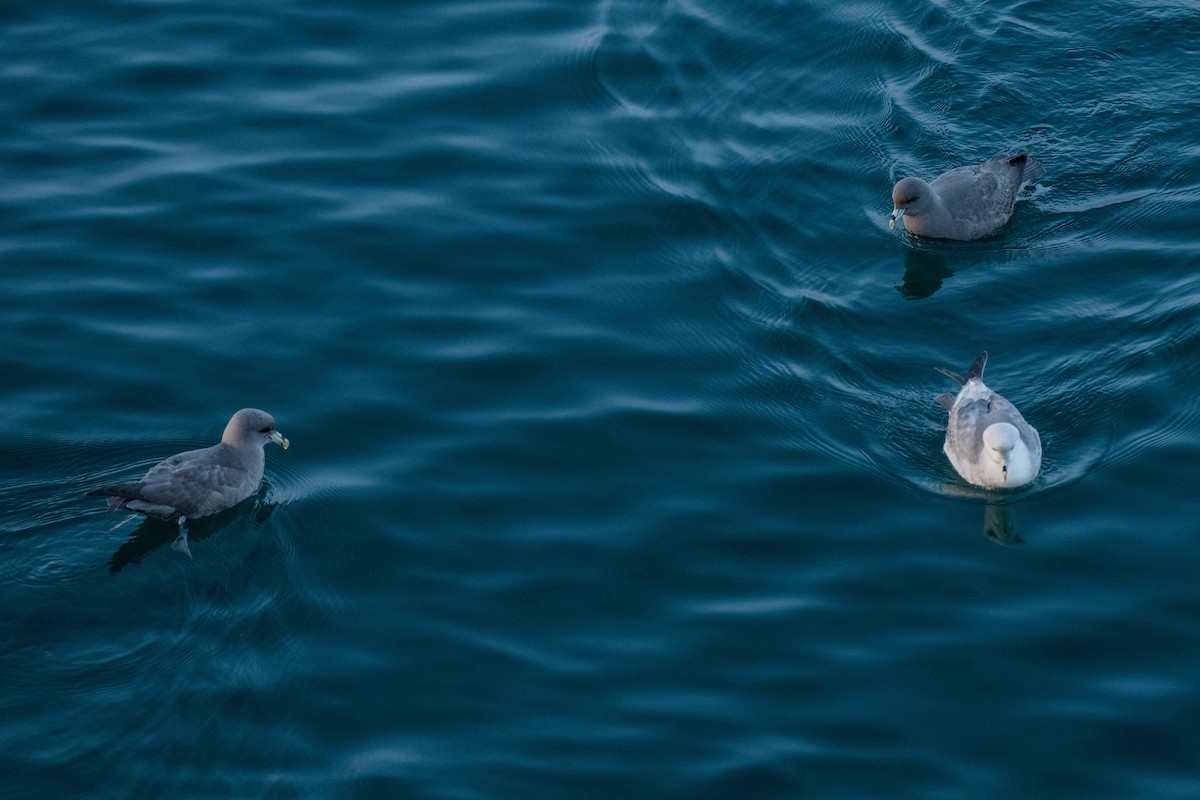 Northern Fulmar - ML644657617