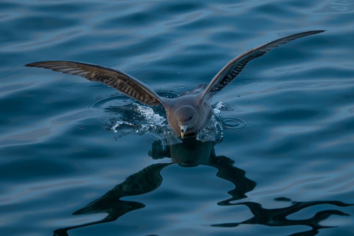Northern Fulmar - ML644657618