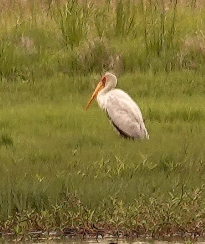 חסידן ורוד - ML644657620