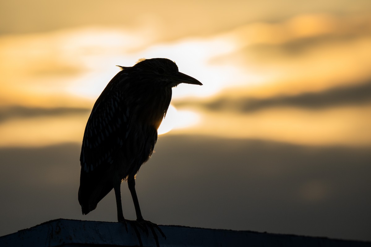 Black-crowned Night Heron - ML644657626