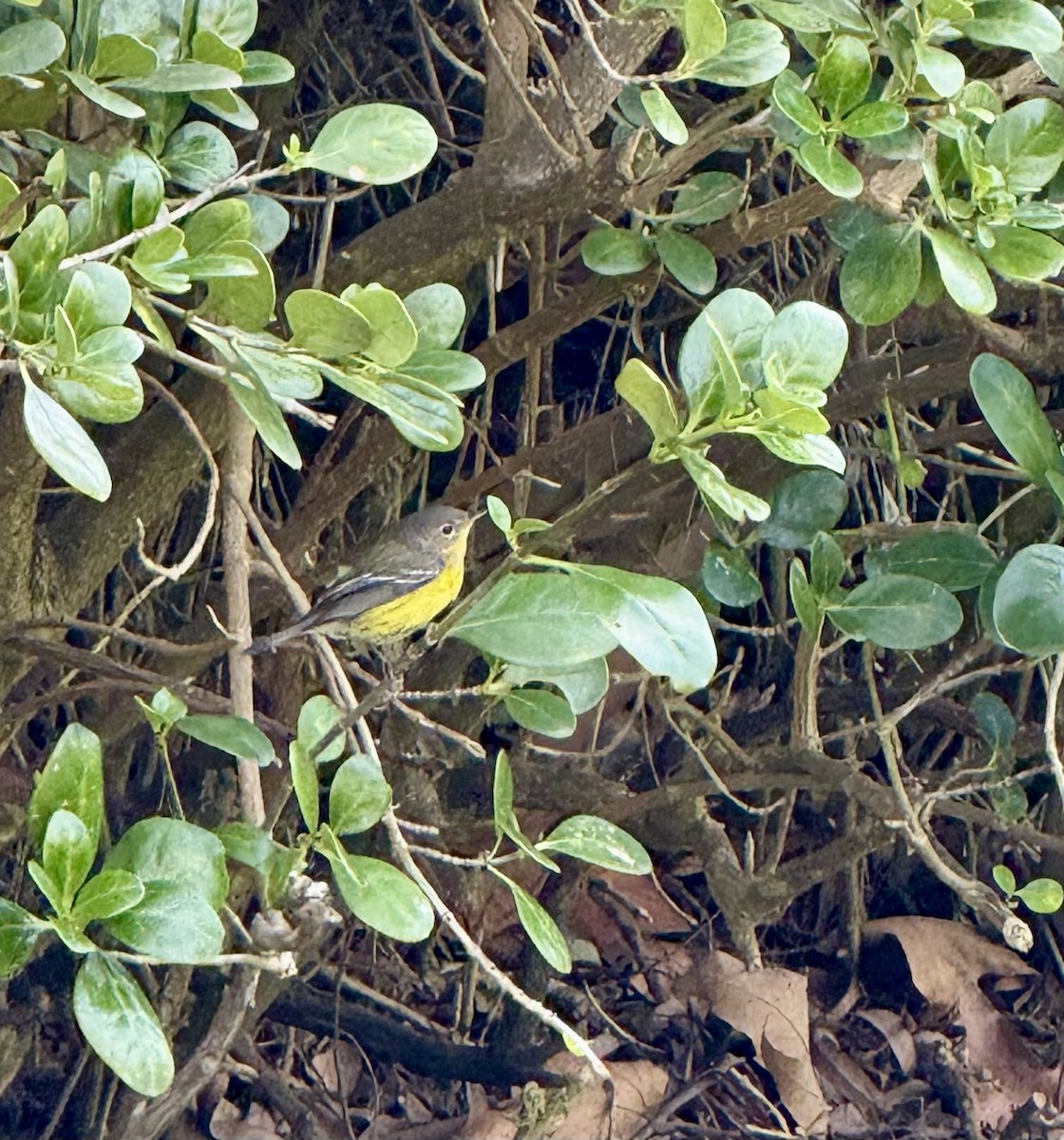 Magnolia Warbler - ML644657627