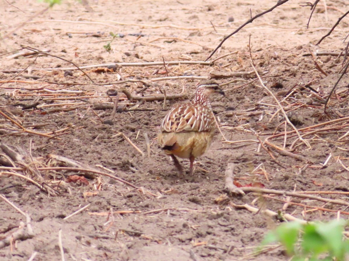 Crested Francolin - ML644657628