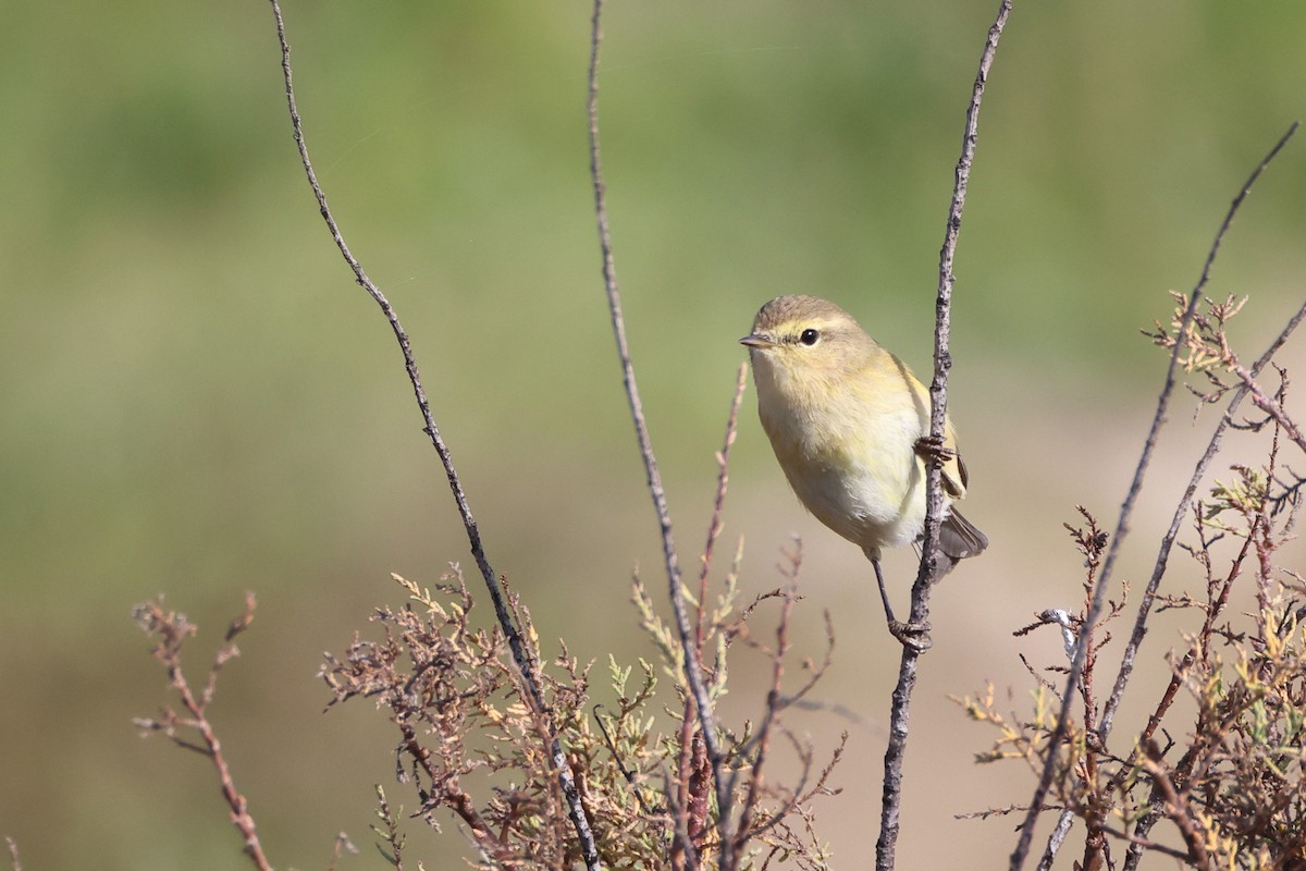 Mosquitero Común - ML644657630