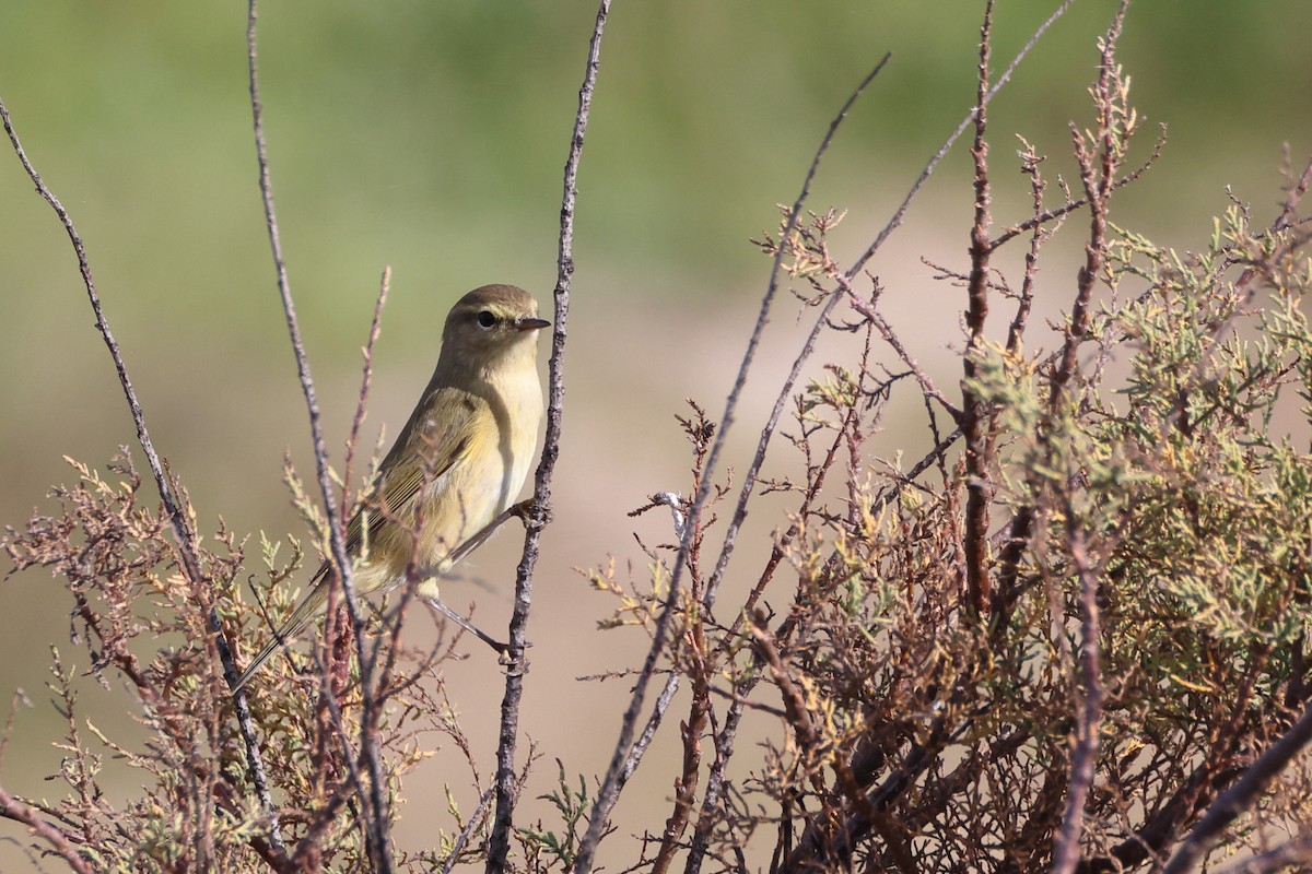 Mosquitero Común - ML644657631