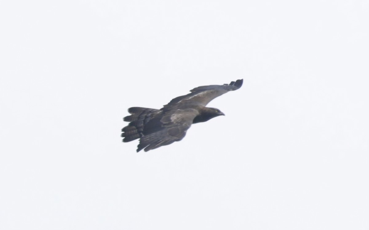 Oriental Honey-buzzard (Northern) - ML644657632