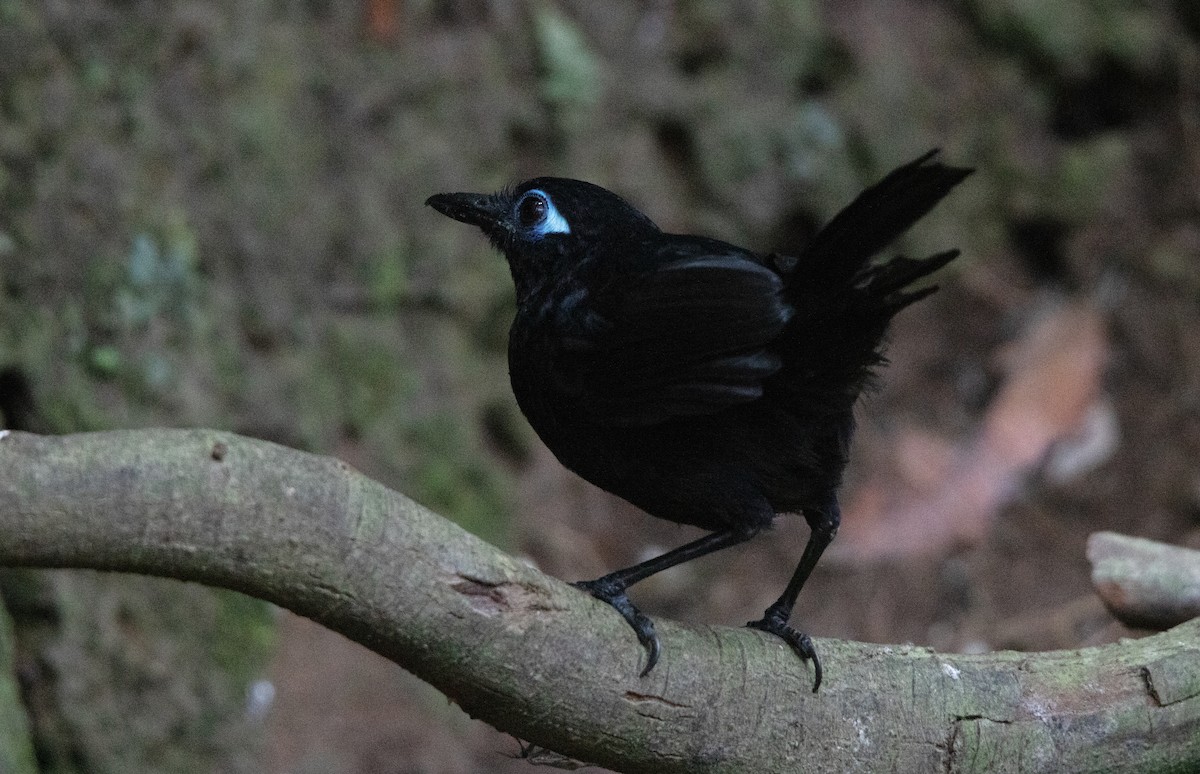 Zeledon's Antbird - ML644657633