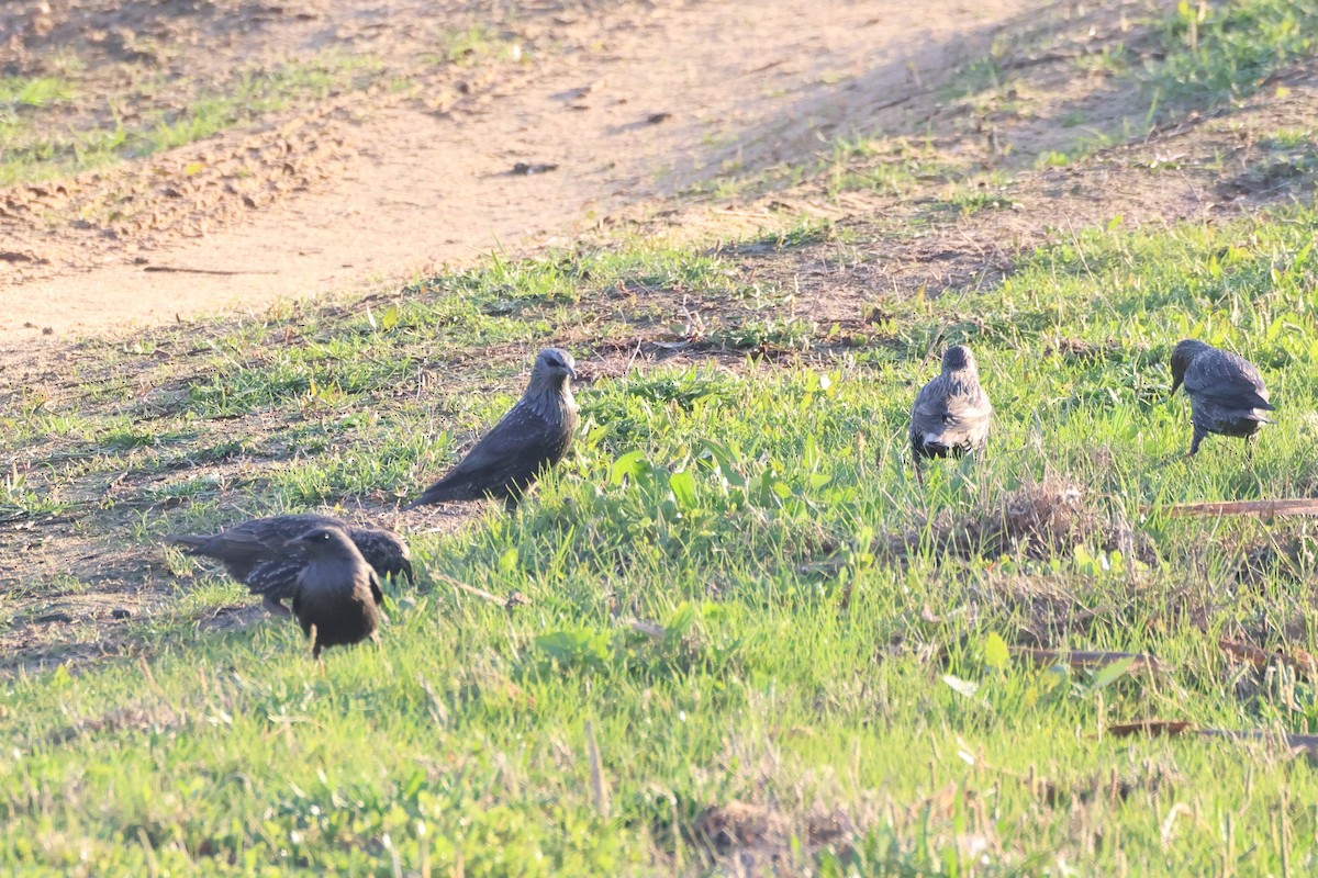 Spotless Starling - ML644657639