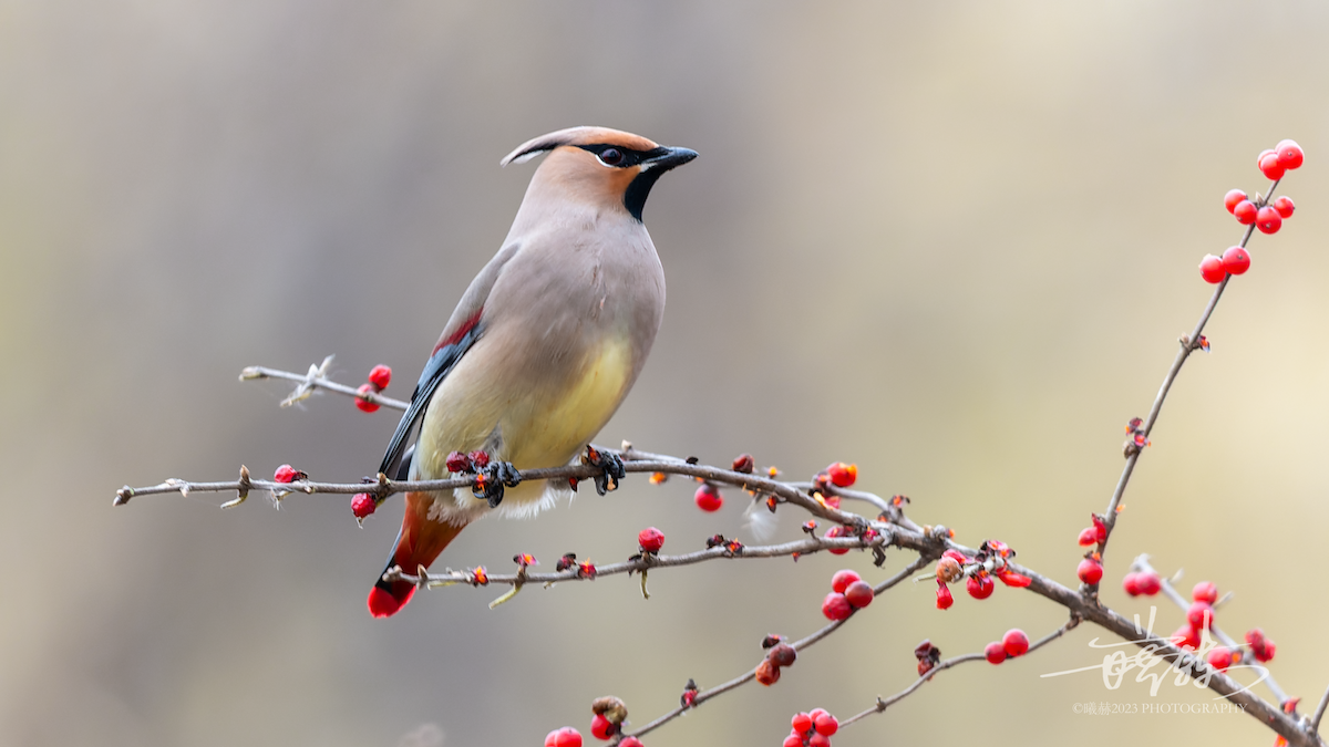 Japanese Waxwing - ML644657641