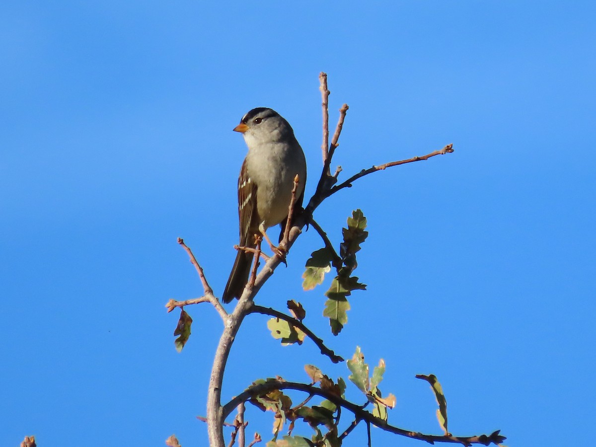 White-crowned Sparrow - ML644657642