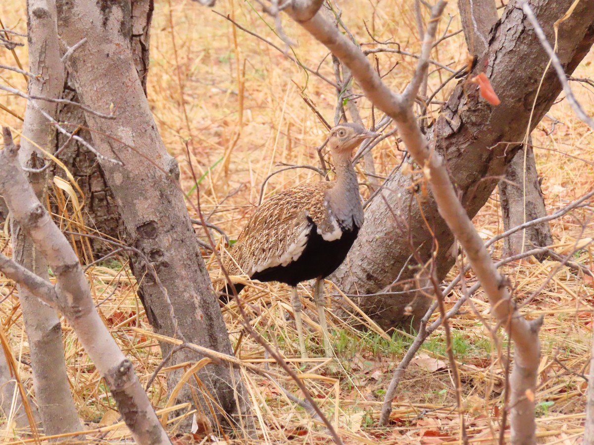 Red-crested Bustard - ML644657644