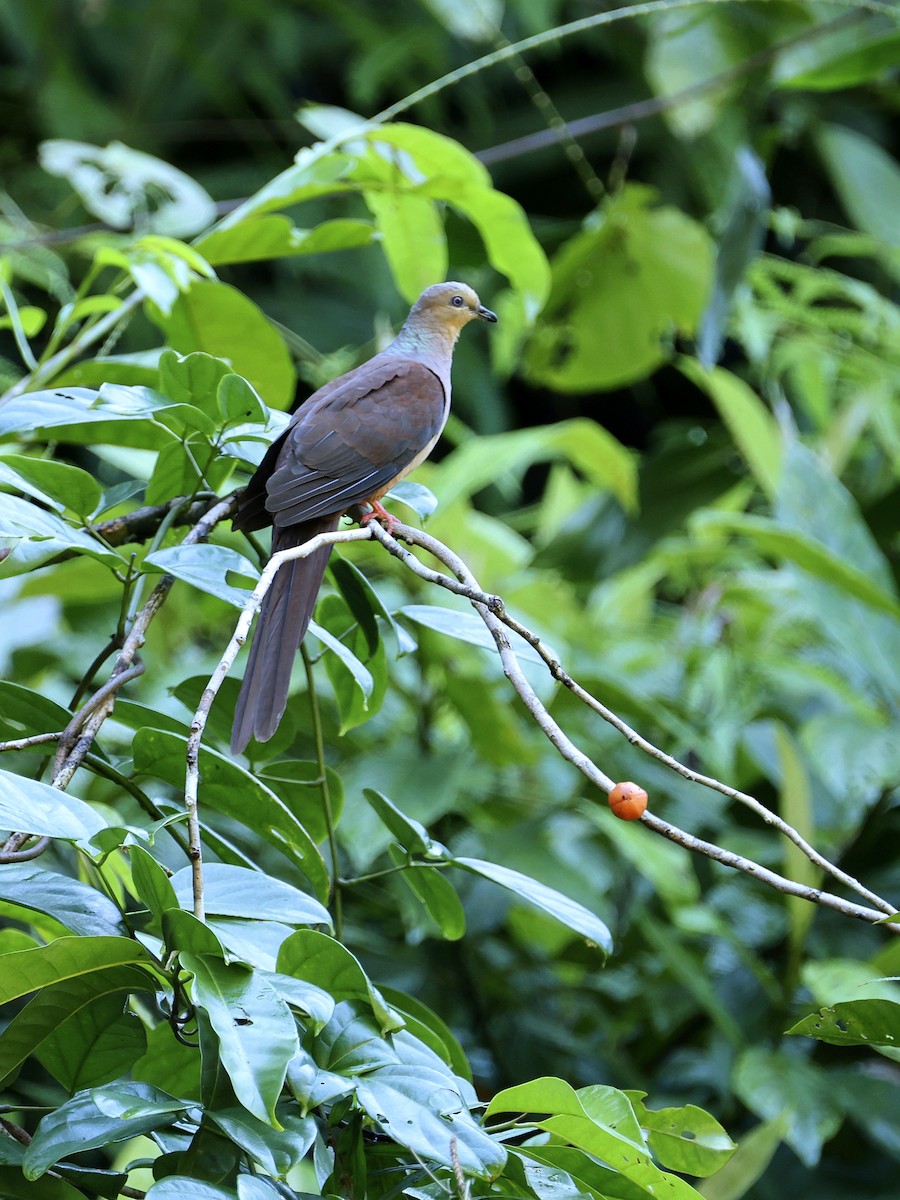 Sultan's Cuckoo-Dove - ML644657645