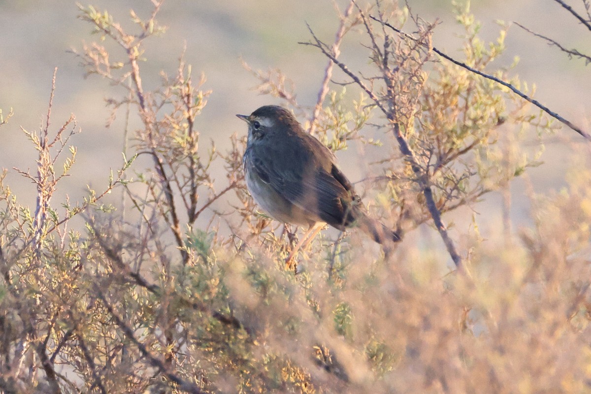 Bluethroat - ML644657646