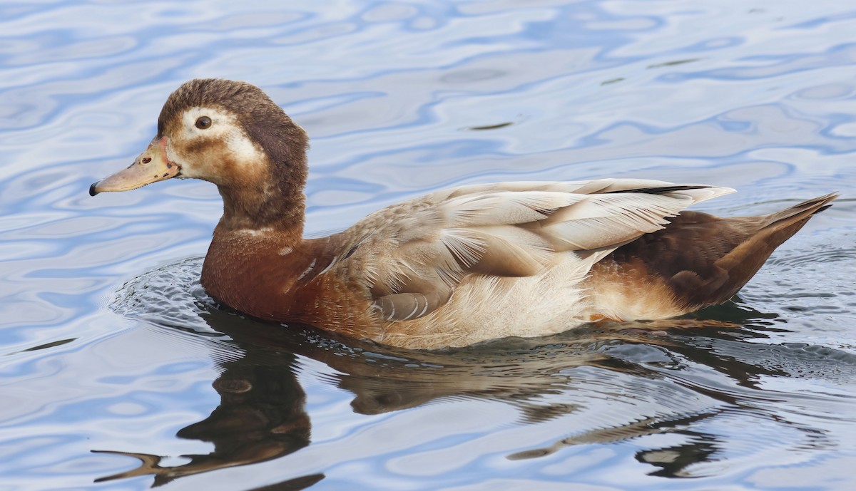 duck sp. - ML644657647