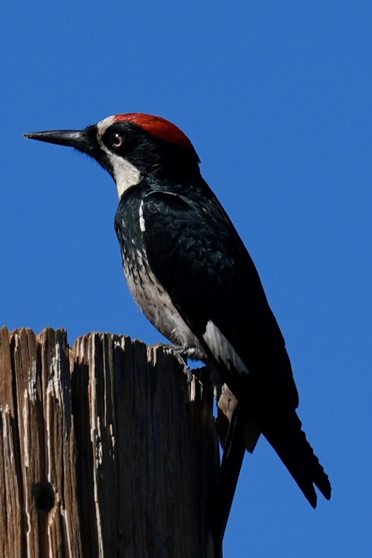 Acorn Woodpecker - ML644657649