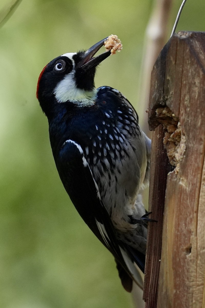 Acorn Woodpecker - ML644657650