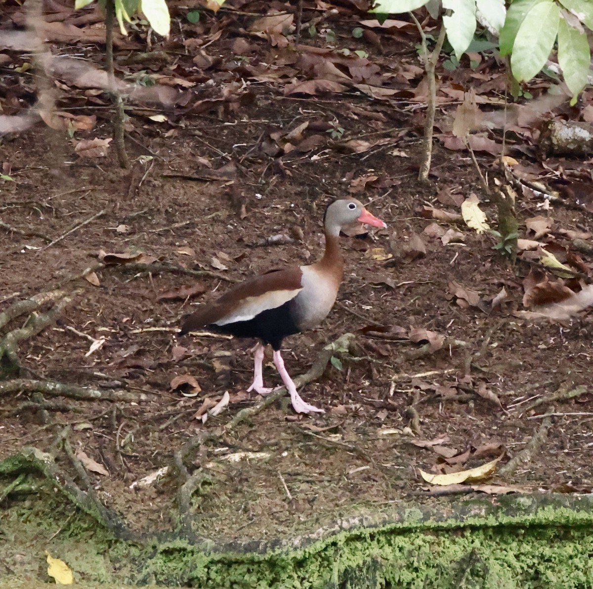 Black-bellied Whistling-Duck - ML644657651