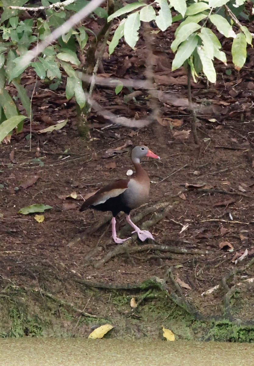Black-bellied Whistling-Duck - ML644657652