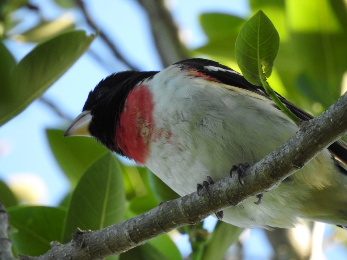 Rose-breasted Grosbeak - ML644657653