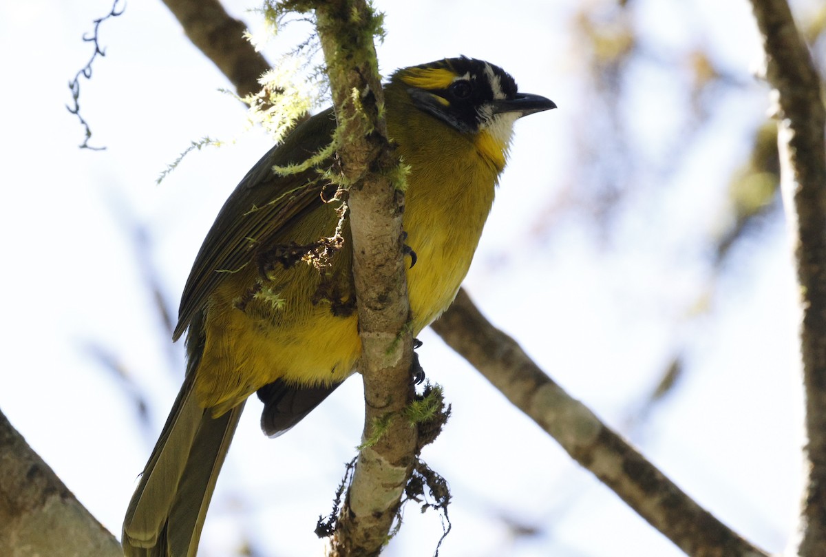 Yellow-eared Bulbul - ML644657654