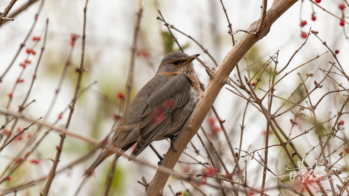Red-throated Thrush - ML644657658