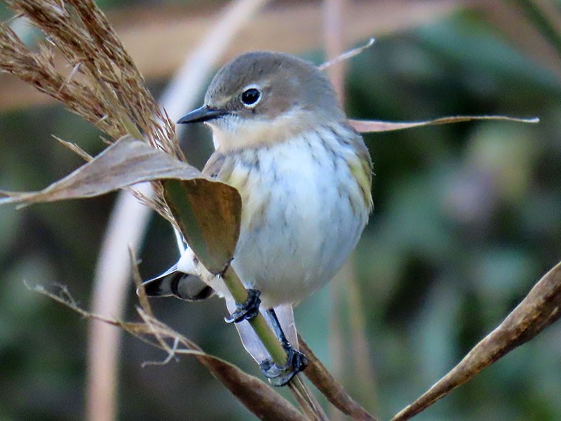 Yellow-rumped Warbler (Myrtle) - ML644657659