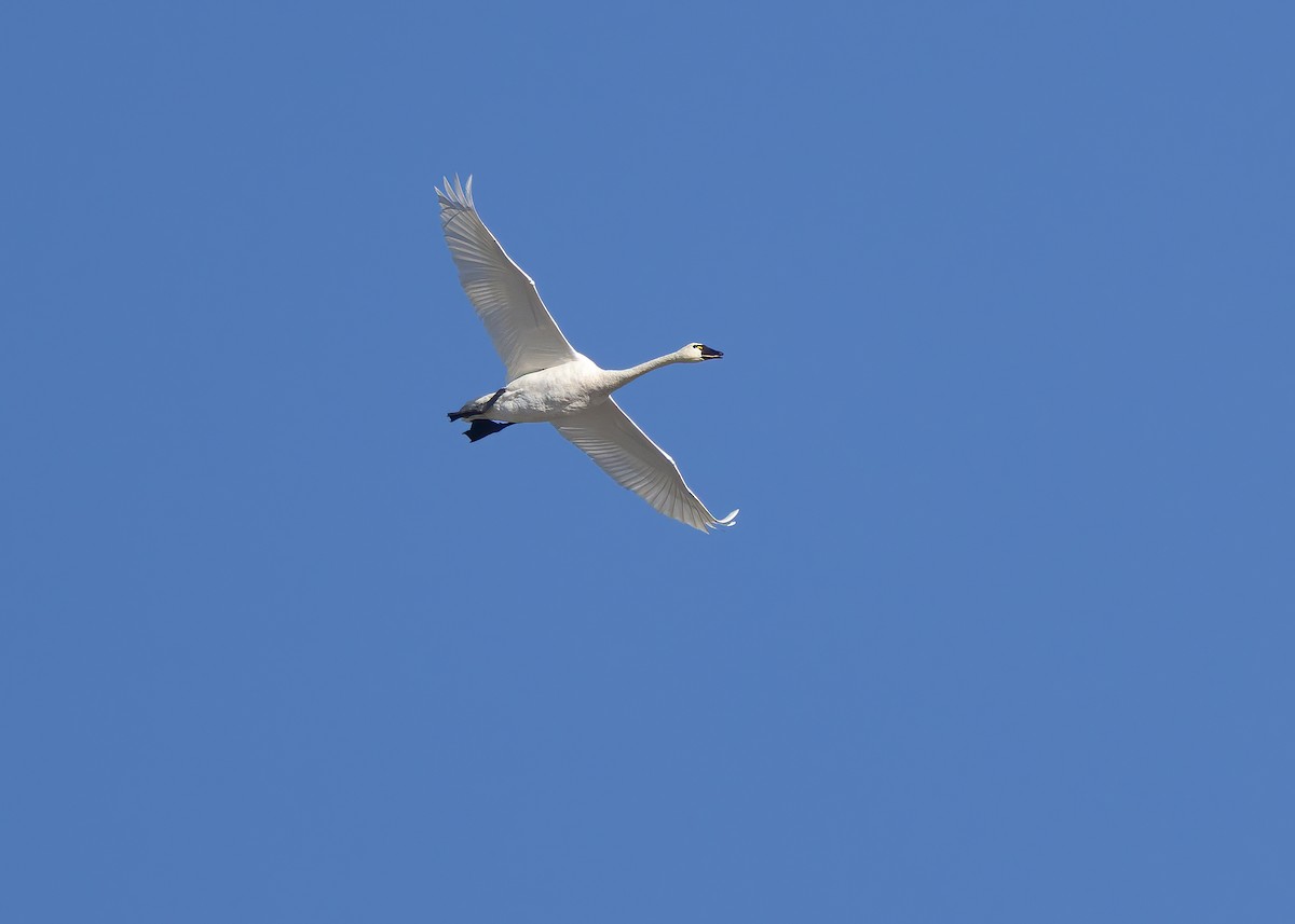 Tundra Swan (Whistling) - ML644657660