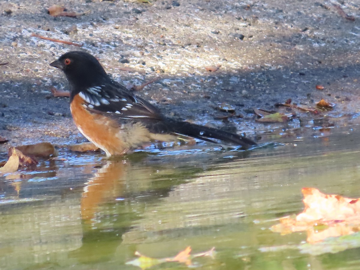 Spotted Towhee - ML644657661