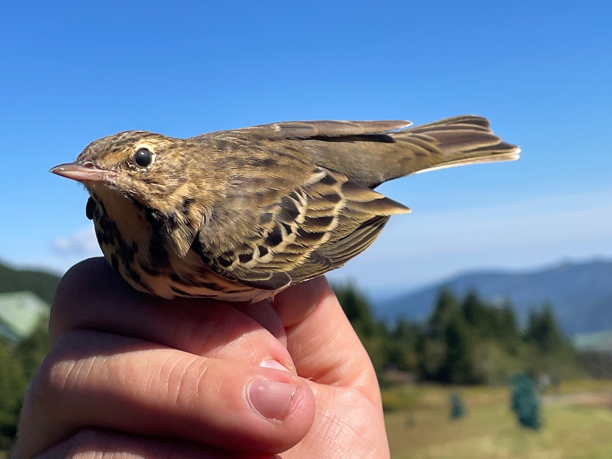 Tree Pipit - ML644657665