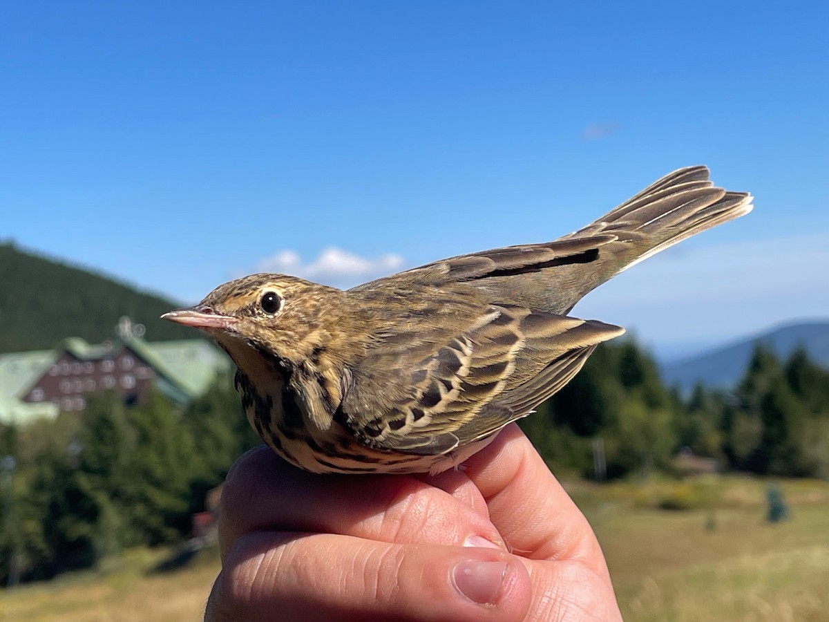 Tree Pipit - ML644657666