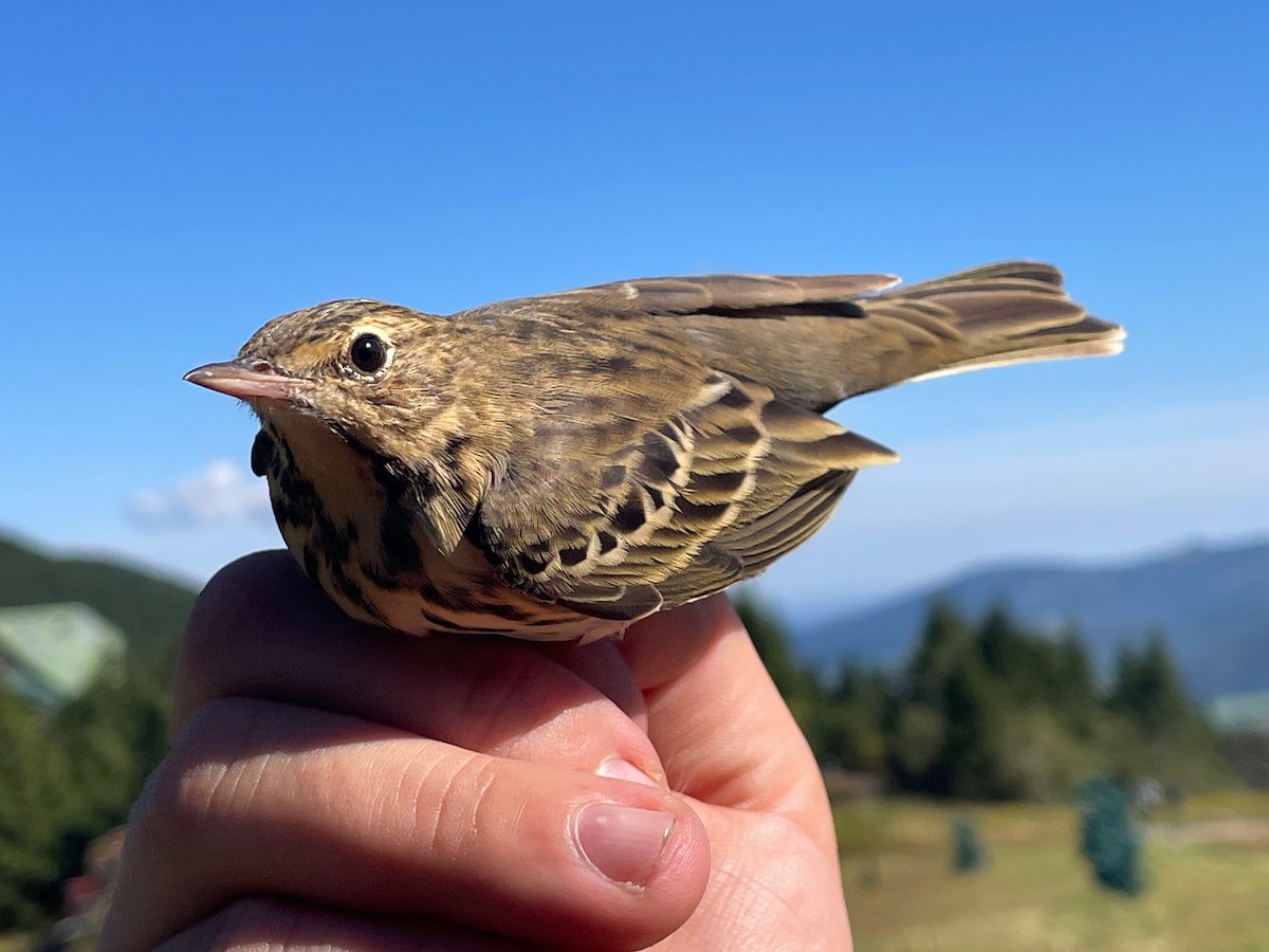 Tree Pipit - ML644657667