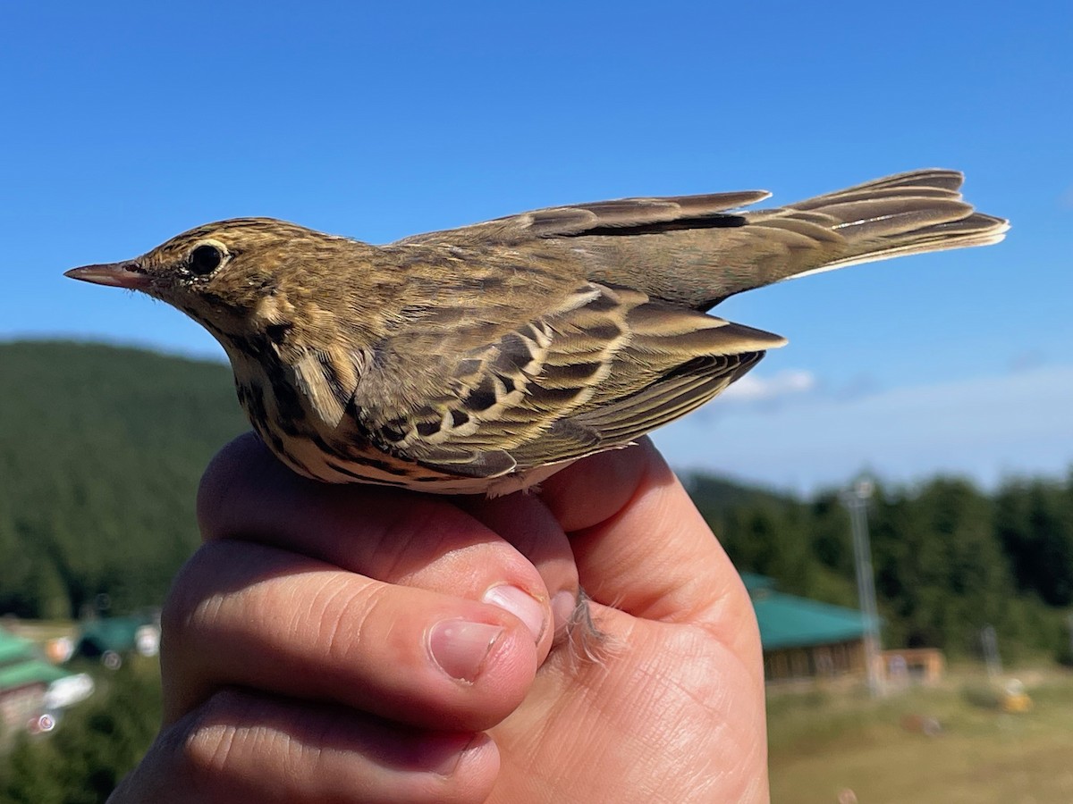 Tree Pipit - ML644657668