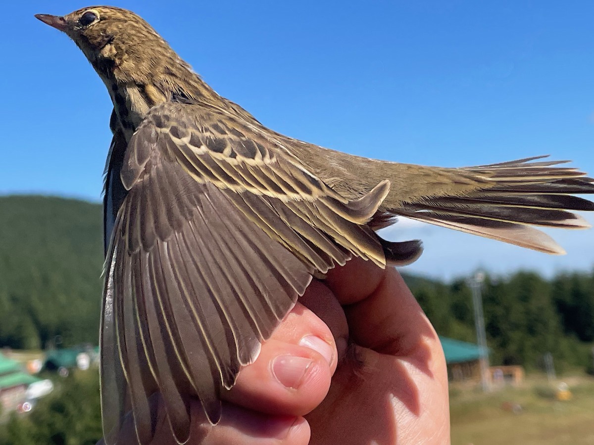 Tree Pipit - ML644657669