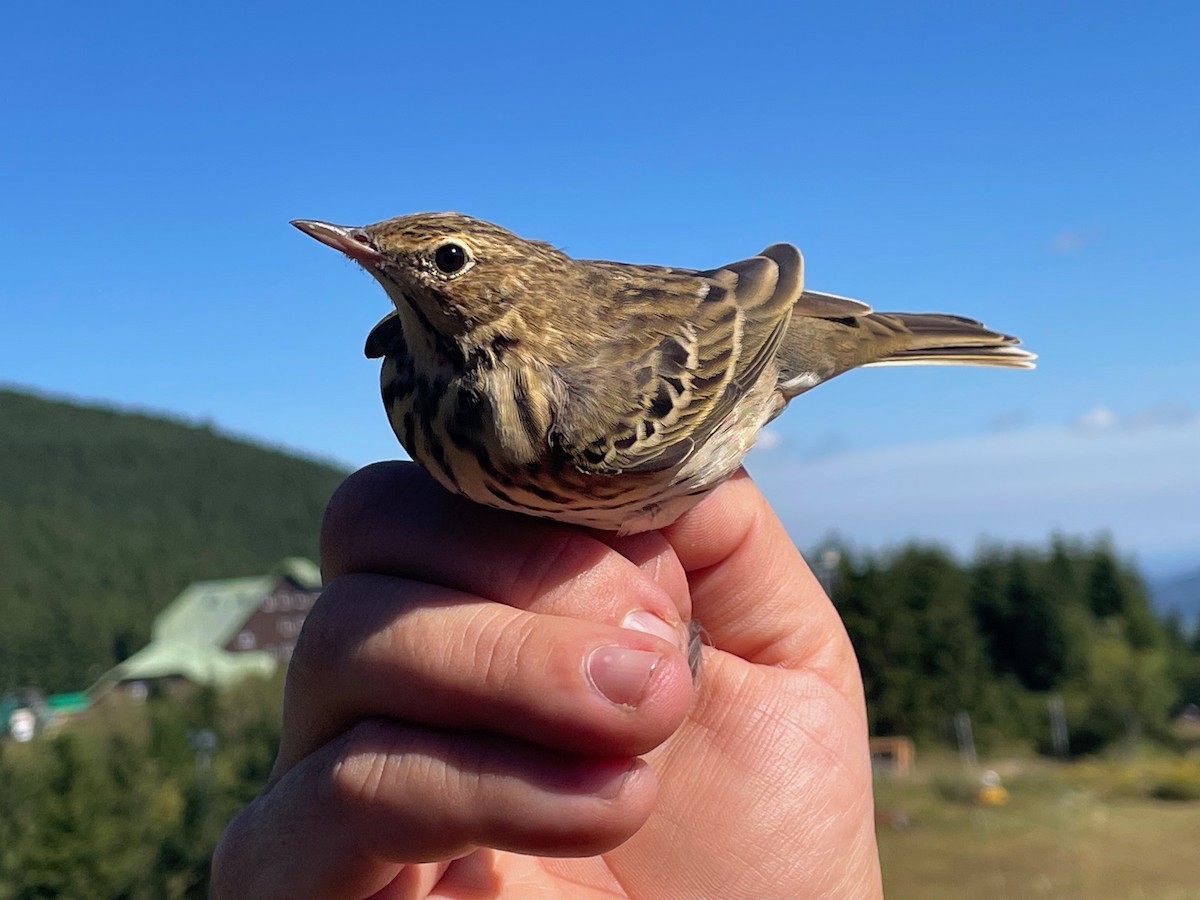 Tree Pipit - ML644657670