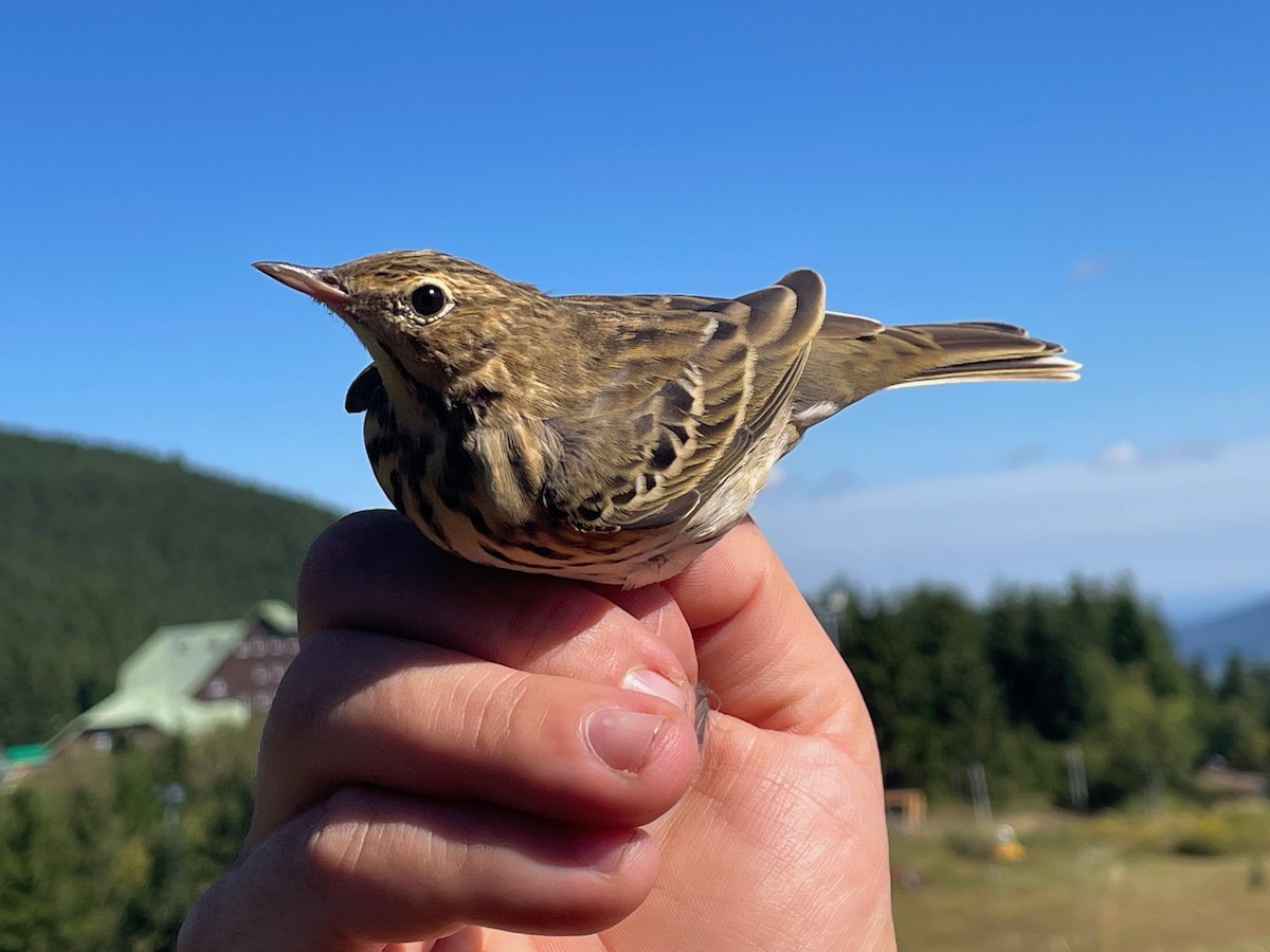 Tree Pipit - ML644657671