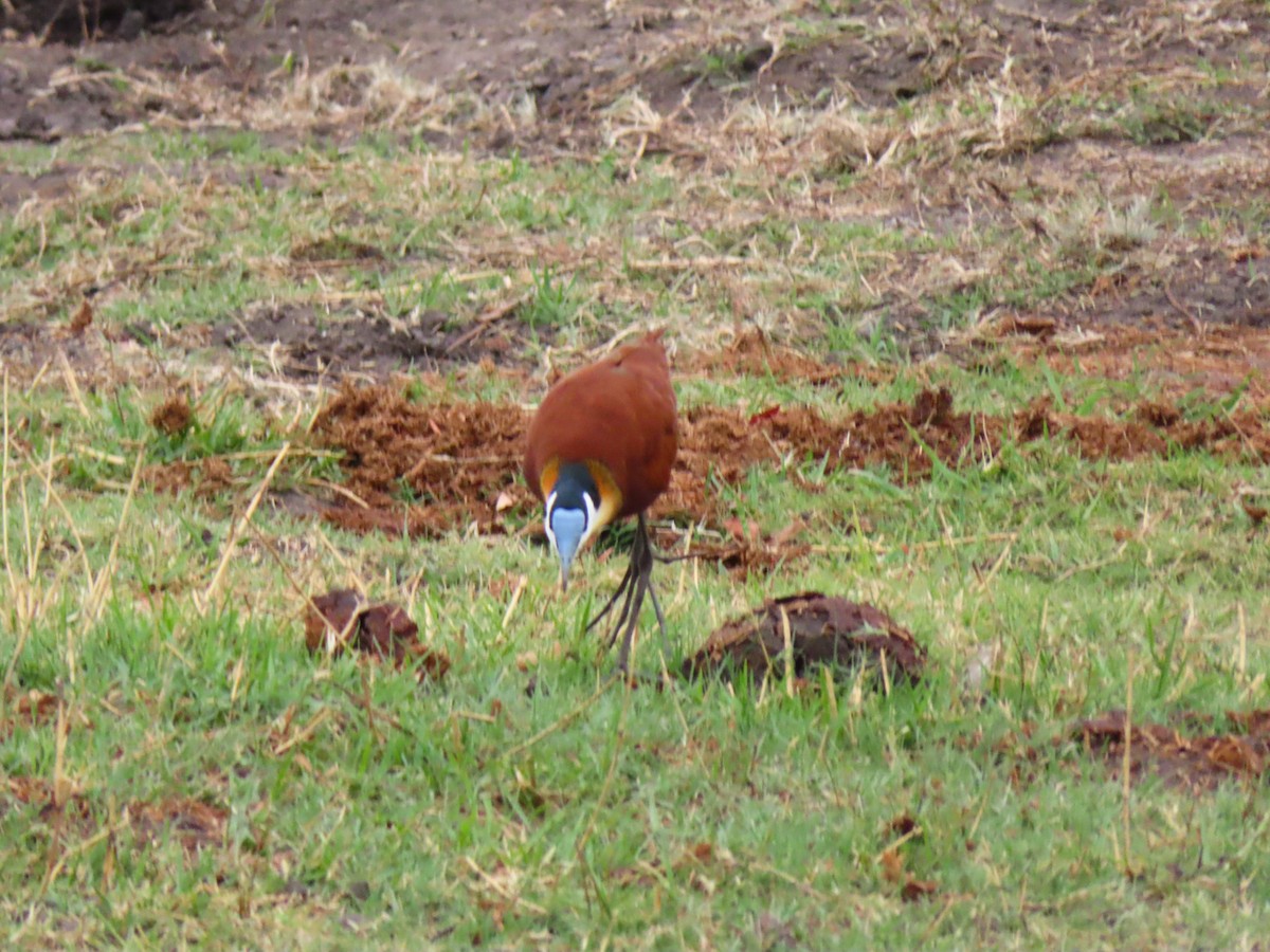 African Jacana - ML644657672