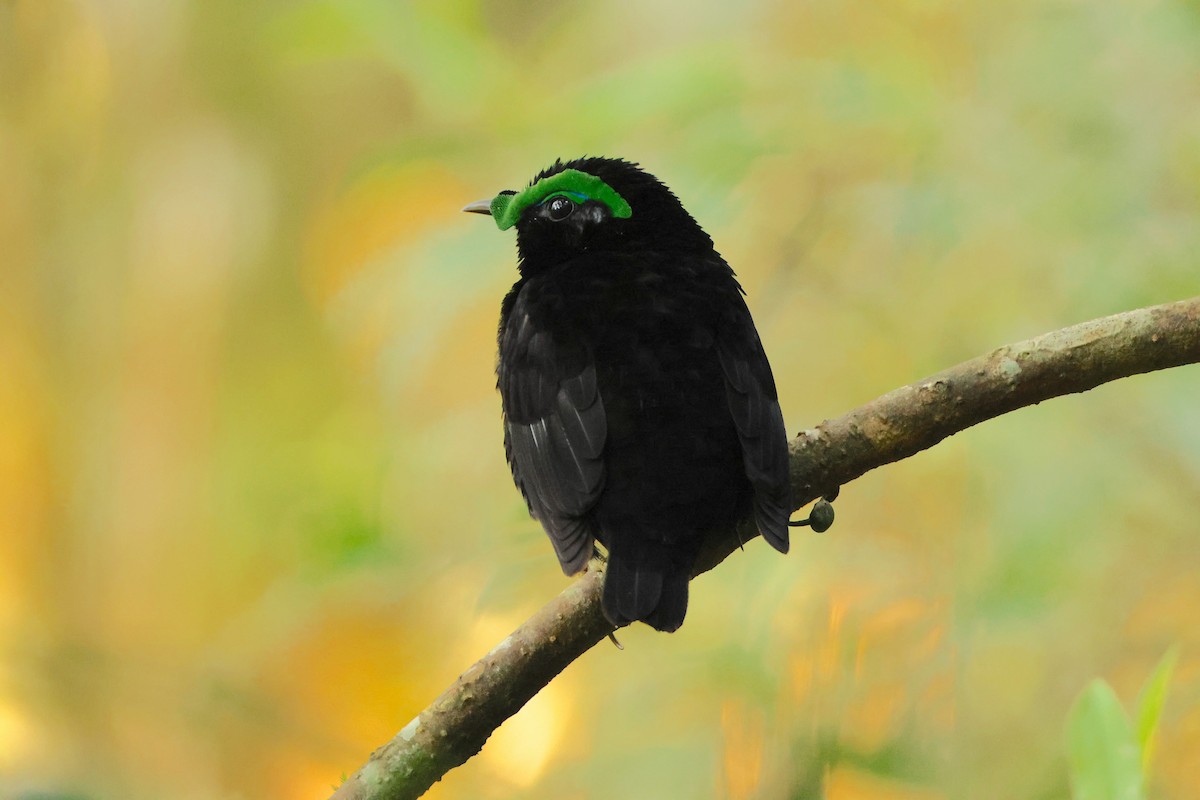 Асіті чорний - ML644657673