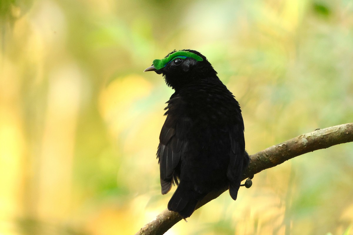 Асіті чорний - ML644657674