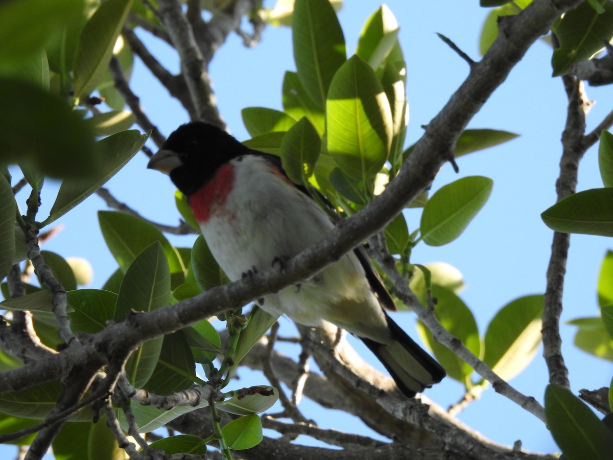 Rose-breasted Grosbeak - ML644657675