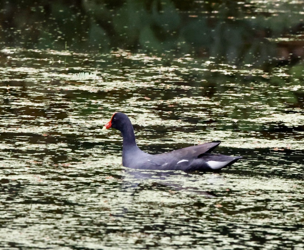 amerikasivhøne - ML644657676