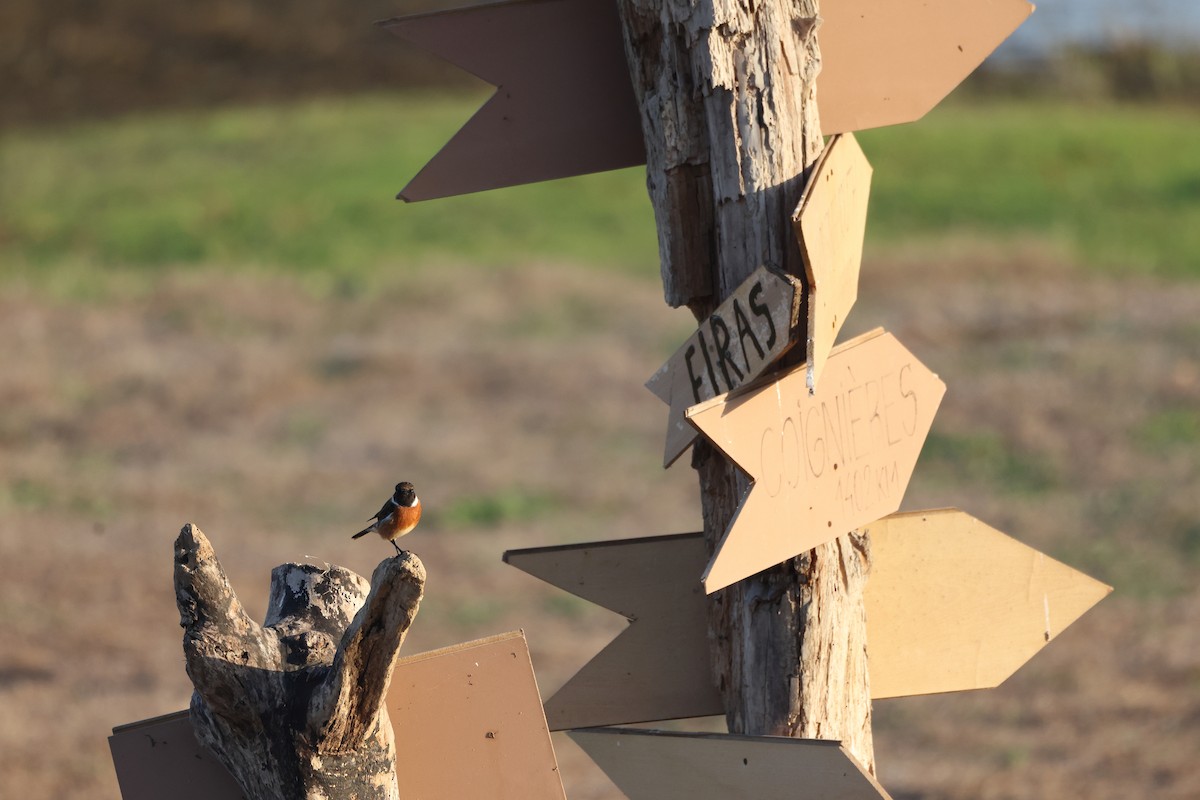 Трав'янка чорноголова - ML644657677