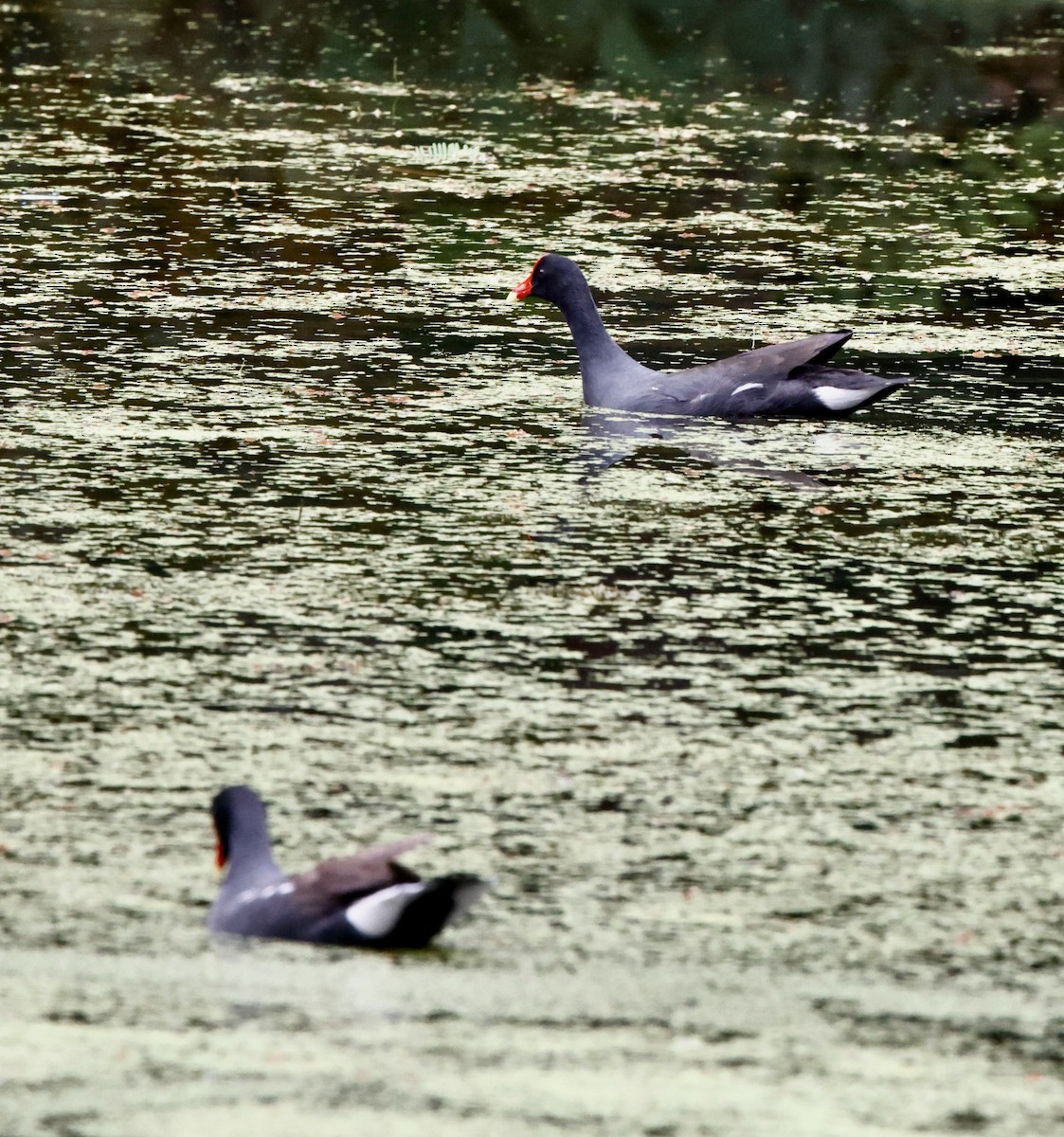 amerikasivhøne - ML644657678