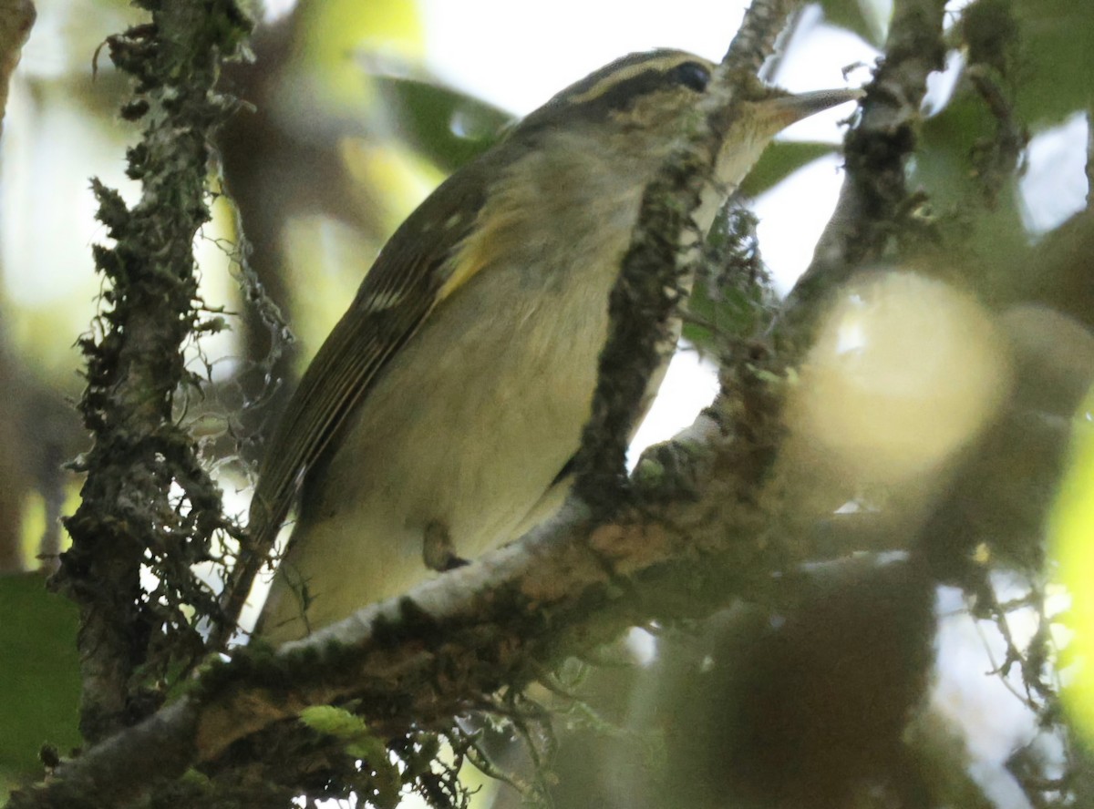 Large-billed Leaf Warbler - ML644657679