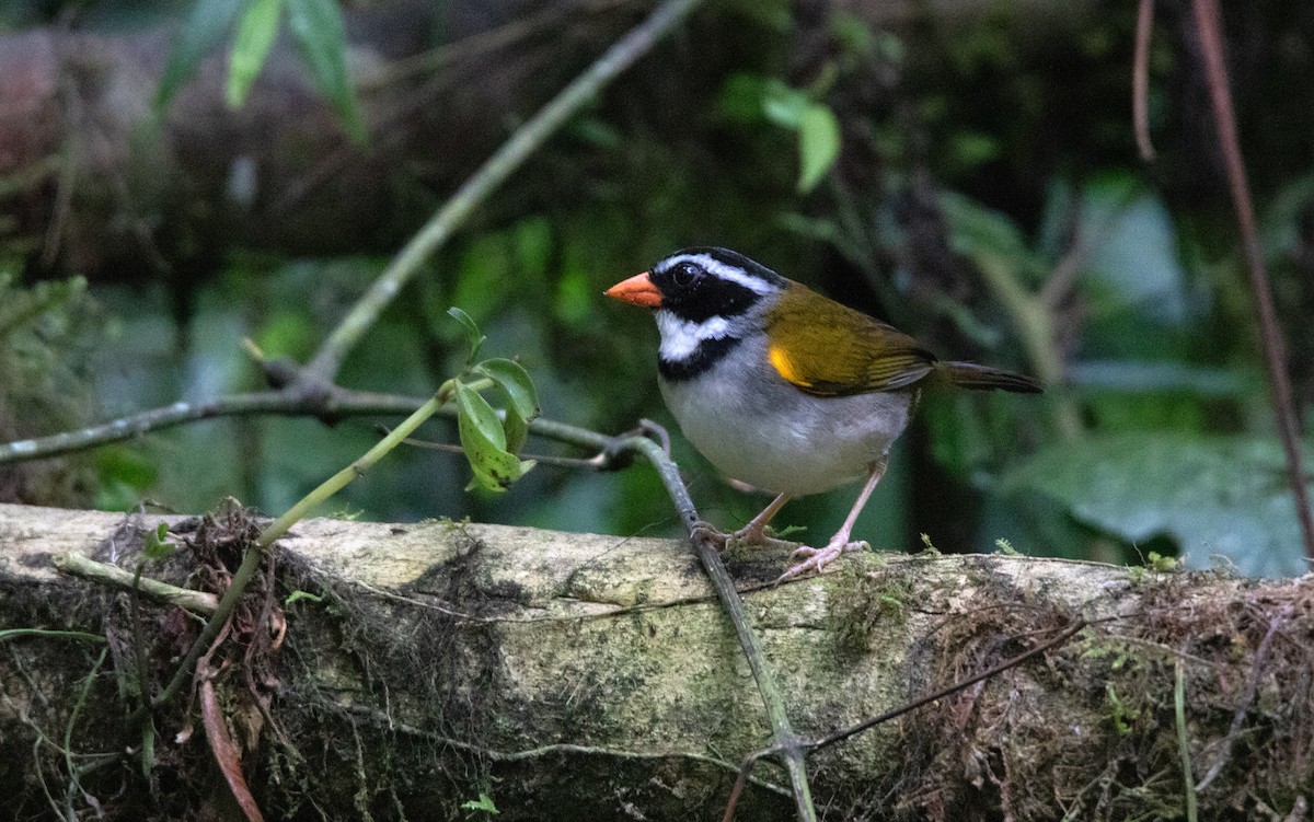 Orange-billed Sparrow - ML644657682