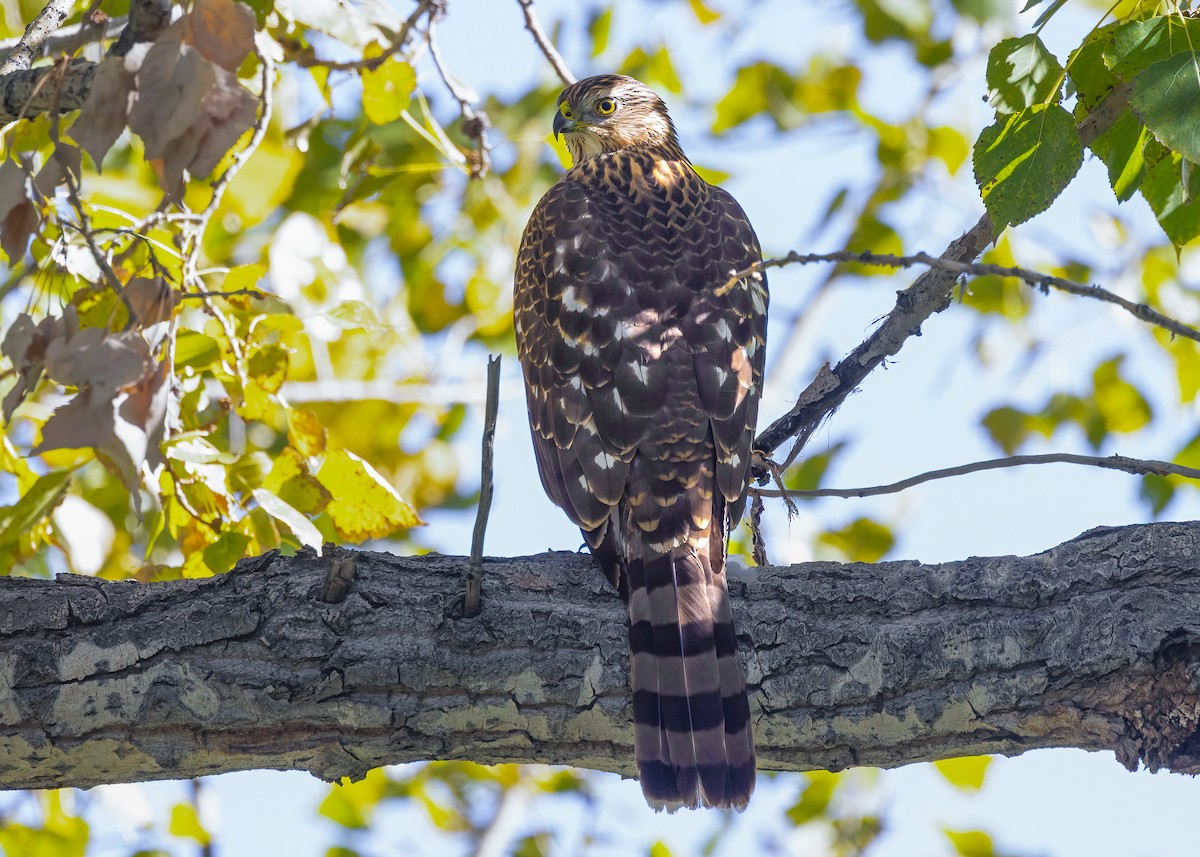 Cooper's Hawk - ML644657684