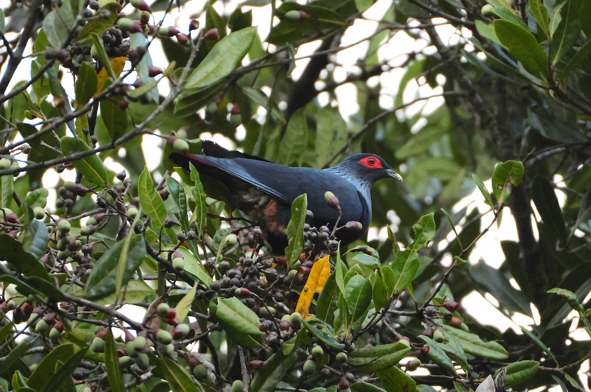 Фунінго мадагаскарський - ML644657691