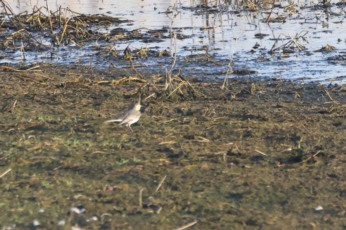 Bergeronnette grise - ML644657695