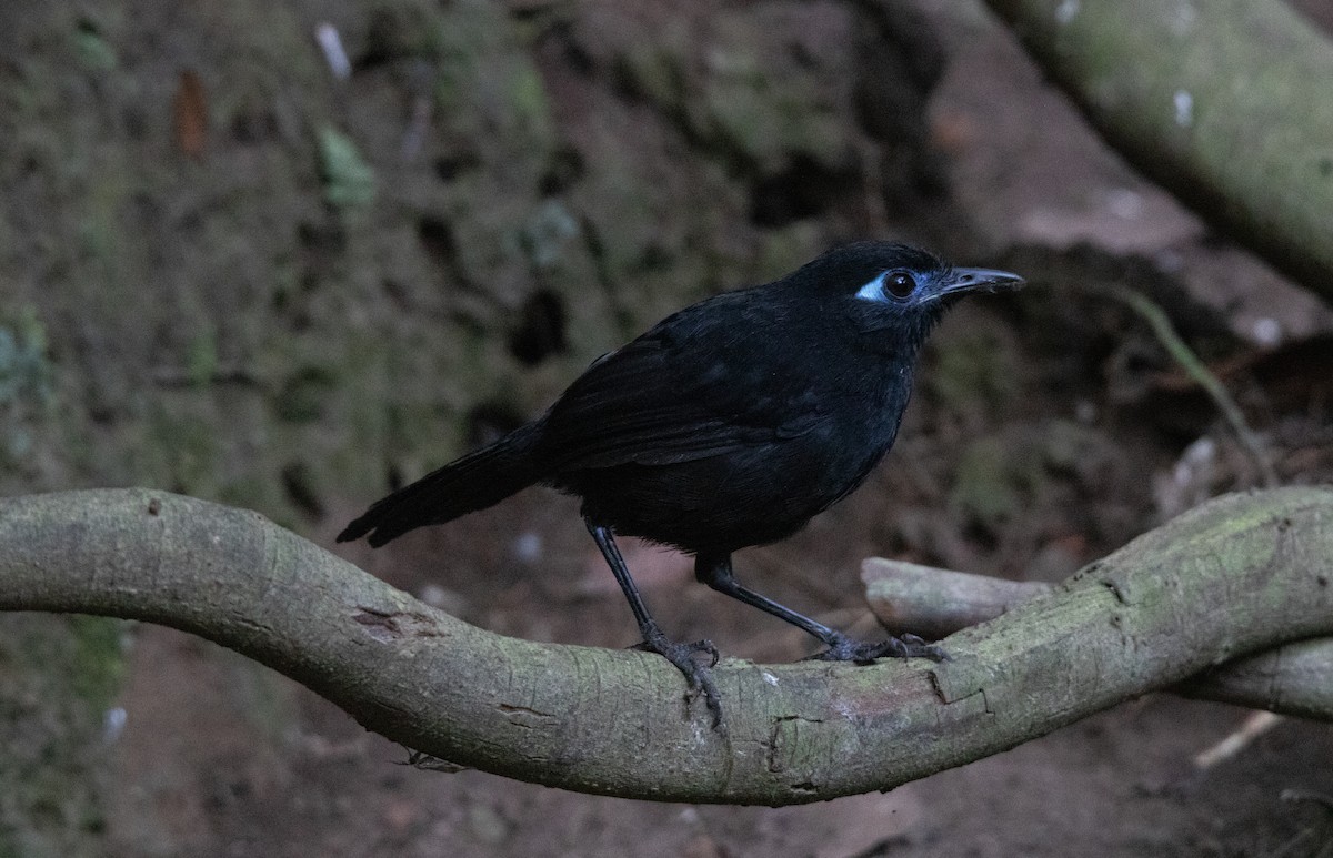 Zeledon's Antbird - ML644657700