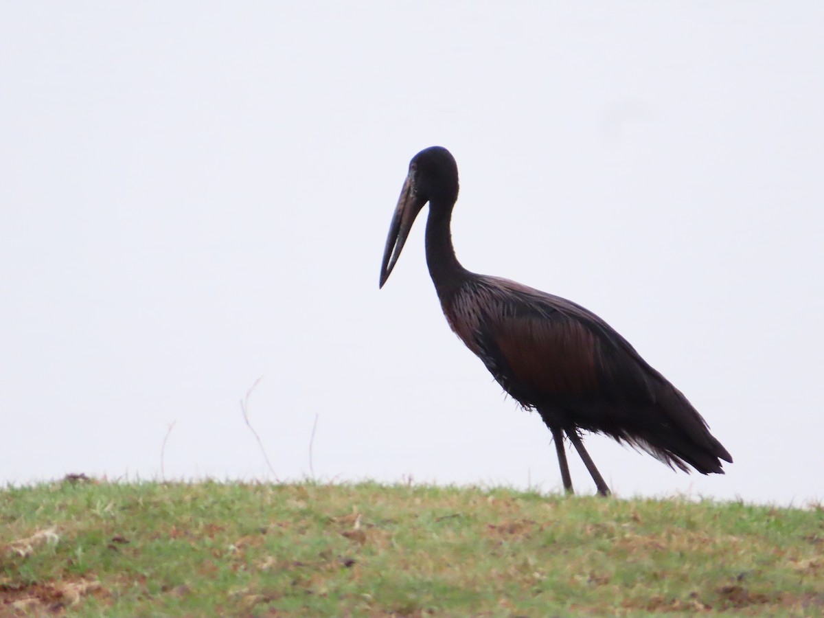 African Openbill - ML644657701