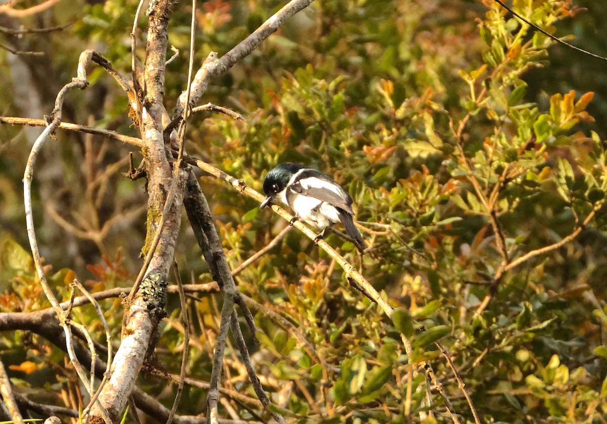 Кренпак мадагаскарський - ML644657702
